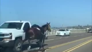 Horse Gallops Along Highway