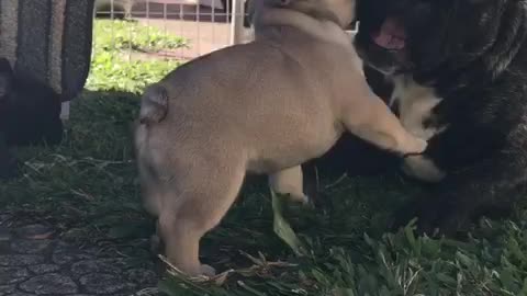 Lulu Meeting Her Sister Mon Cheri