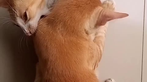 Fighting cat,macarena