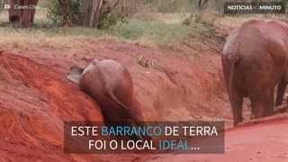 Elefante usa barranco para coçar o bumbum