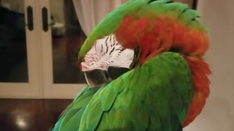 ever seen a parrot sleeping