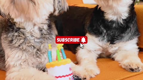 Happy Birthday Sonu & Monu #dog #doglover #birthday #dogvideos #socute #animals