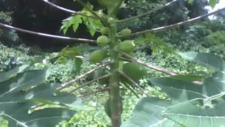 Papaya tree is filmed close in the park forest, the fruits are green [Nature & Animals]