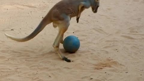 Captain the baby kangaroo discovered his ball