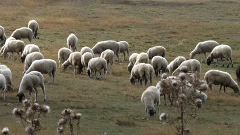 Group Of Sheep Grazing On The Pasture