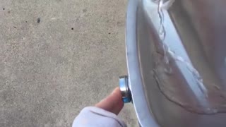 Dog drinks out of water fountain