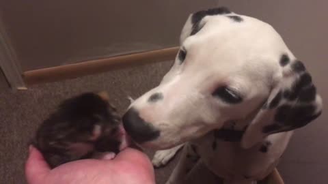 Dalmatian puppy meets newborn foster kitten