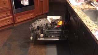 Cute Corgi Cleans the Dishes