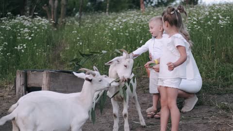 Beautiful Woman and Children Feeding Goats