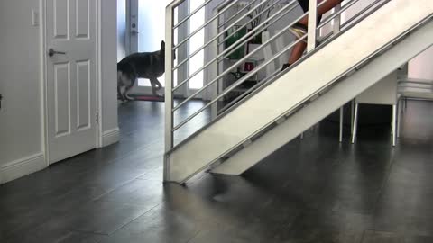 dog training to guard objects