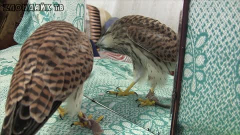 The falcon's reaction to the mirror