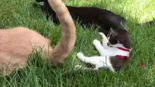 Kitten attacking big Brother's Tail