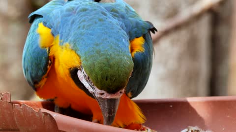 Sweet parrot cuddles with best friend