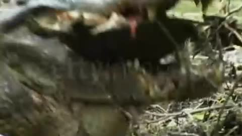 OMG!! Crocodile DESTROYS Turtle shell