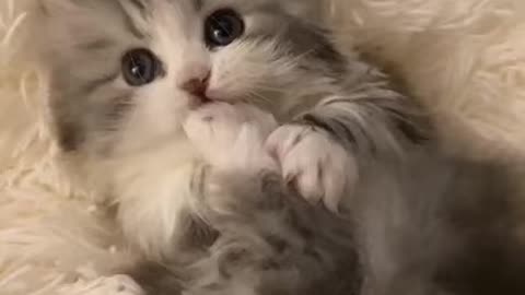 Cat video Playing Beautifull cat video-funny cat video