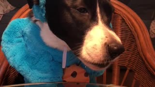 Dog eats cookie in 'Cookie Monster' costume