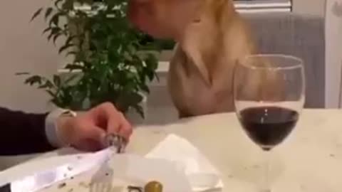 Dog asking food from a person