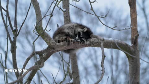 Raccoon, slips off the tree while sleeping