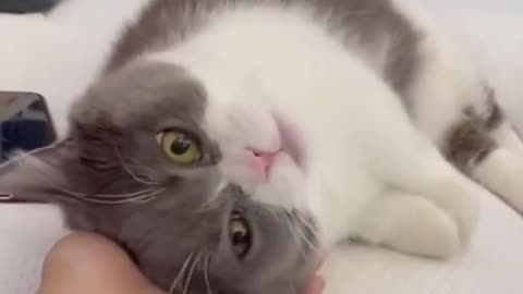 Cute Cat getting love