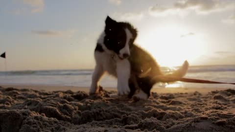 A beautiful dog having fun and playing on the beach 😍