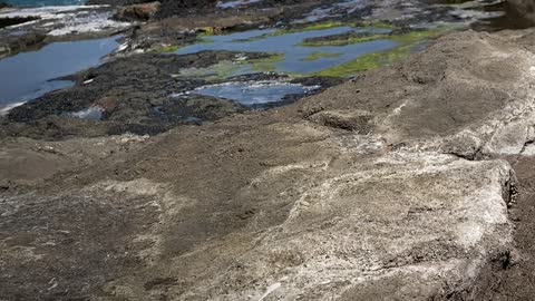 Paraplegic Pup Chases Ball Along the Shore