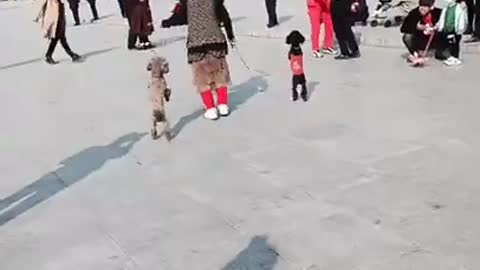 Funny videos 2021 lovely dog