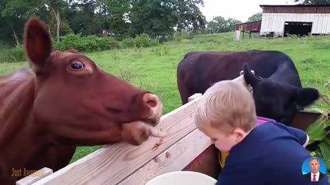 Try Not To Laugh 😆 Funniest Moments Baby Meet Animals & Babies At The Zoo -