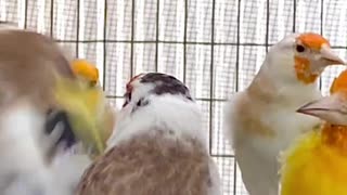 major goldfinch mutations