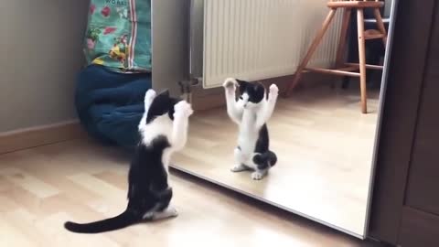 Watch a cat fighting itself on a mirror