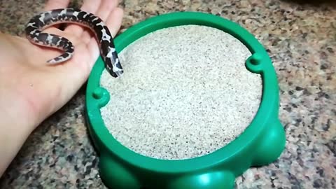 A little snake plays in a new sandbox