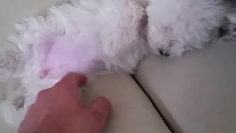 Cutest puppy demands petting