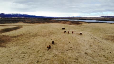 Flying Over Wild Horses