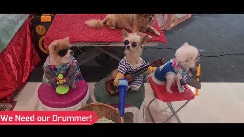Viral Funny Dog Band Waiting for their Drummer!