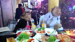 Monkey couple enjoy date night at restaurant