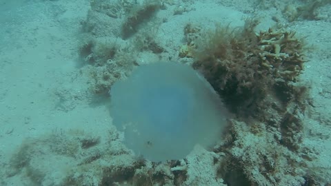 Aurelia aurita (moon jellyfish)