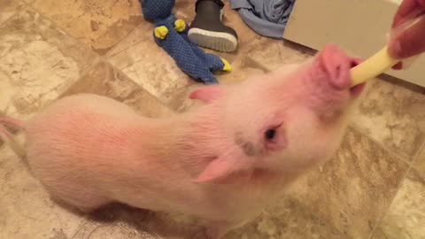 Hungry mini pig struggles to eat cheese string