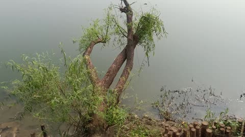 This willow tree grows diagonally on the shore