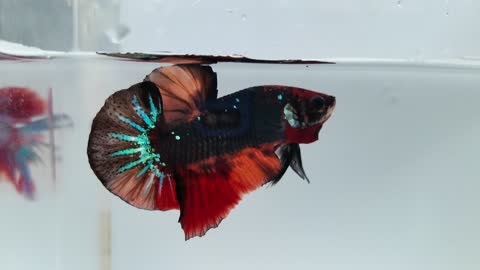 Betta fish avatar nemo
