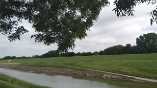 A Spooked Great Blue Herron Flying to a Safer Spot