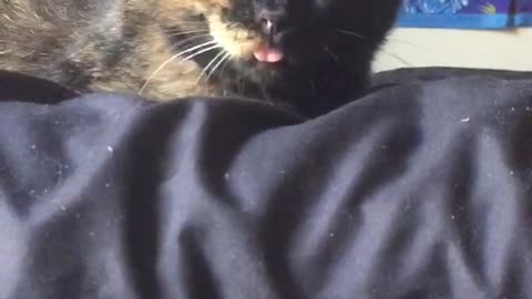 Dark brown and black cat with tiny bit of tongue sticking out