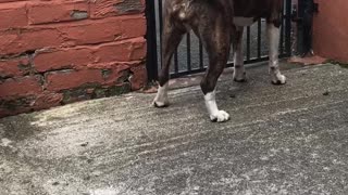 Dog challenging neighbour to a dance off