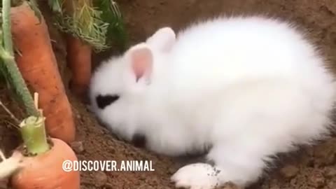 Baby Bunny 🐰 Making Hole || Cute baby Bunny Making Hole