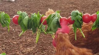 Chicken Flock Eating Vegetables Threaded on Wire