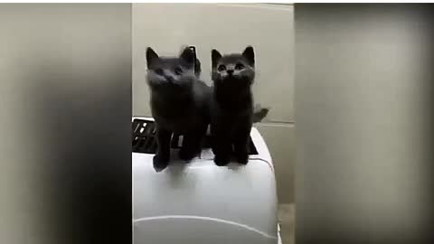 Cat dancing | two cat dancing