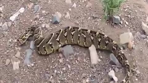 A large python confronts a cobra! What happened next?