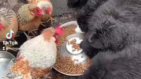 Puppies and chickens share a meal