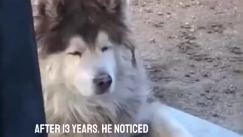 This dog knew their best friend had passed away 💔