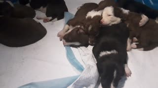 TERRA BYTES puppies sleeping Tuesday, 15 days old, eyes open