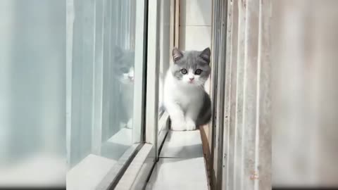 Baby Cats 😺 Cute Cat and Funny 😸 Cat Videos (#10) | Cue Cati