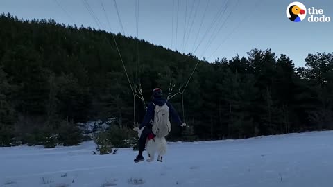 This Dog Goes Paragliding With His Owner And Loves it! | The Dodo Soulmates